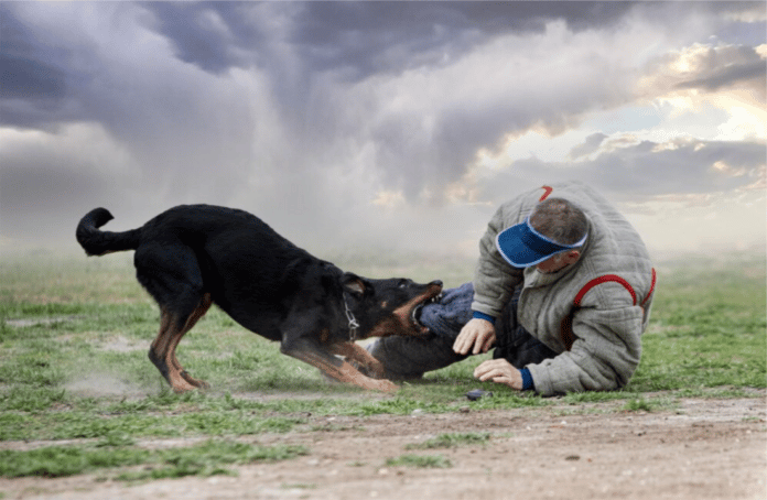 adiestramiento de guardia canino